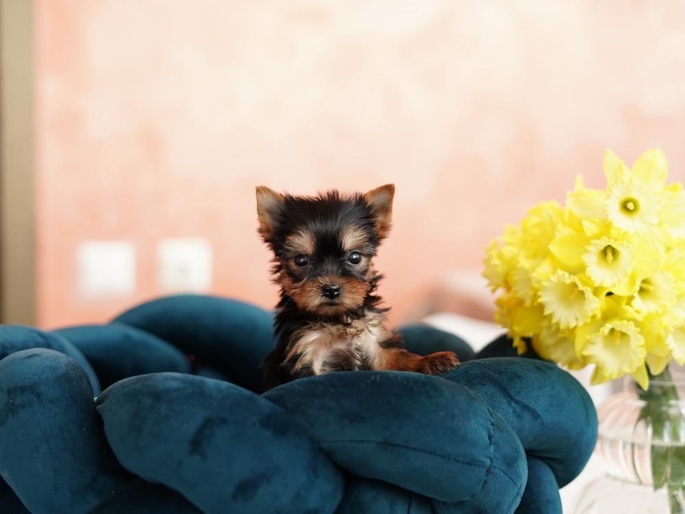 Как поставить уши йорку в домашних условиях