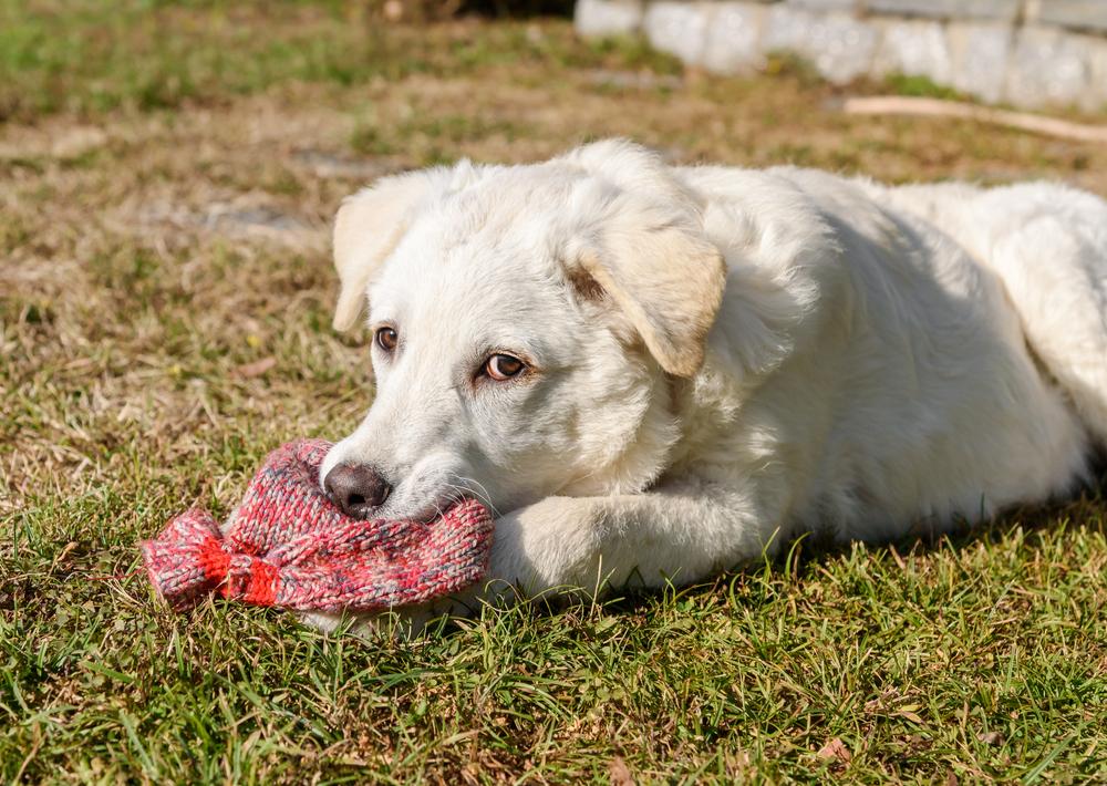 Что делать, если собака съела инородный предмет?