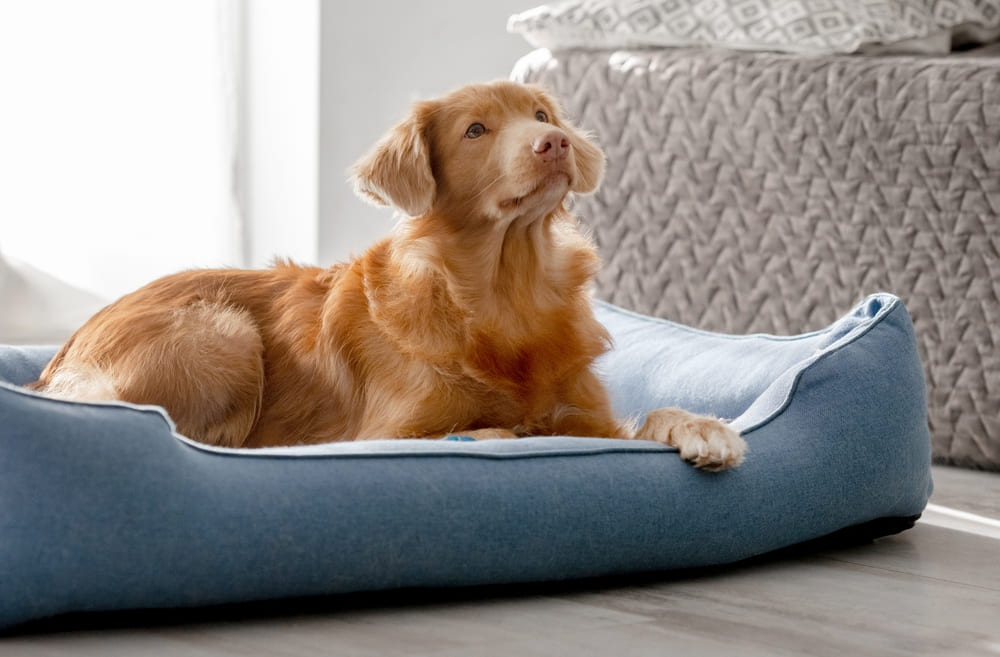 Утиный ретривер не любит одиночества