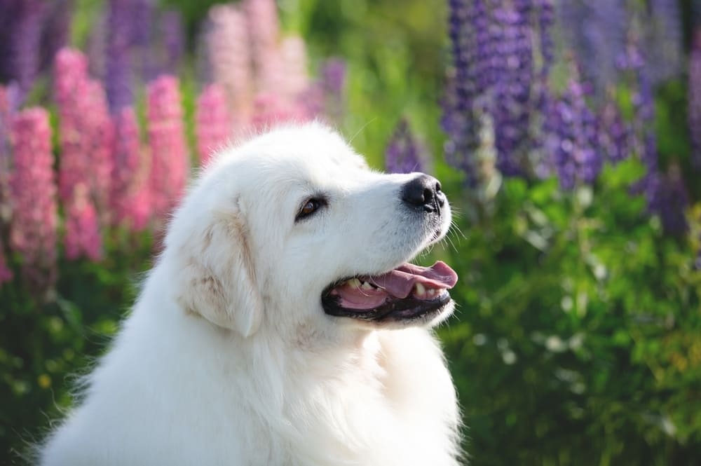 Маремма отличается преданностью