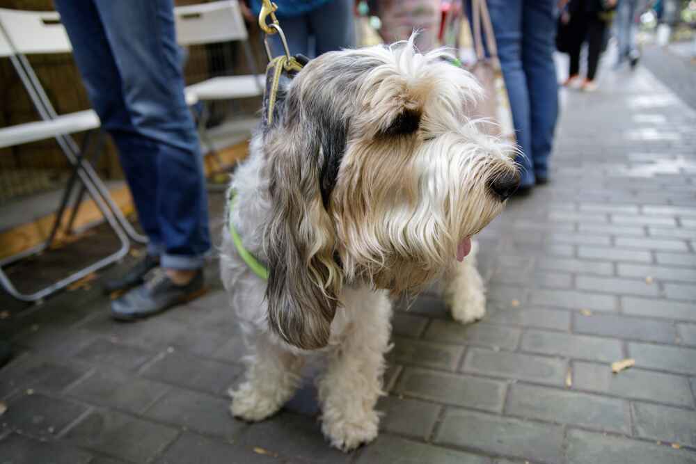 Здоровье гаванского бишона считается относительно крепким