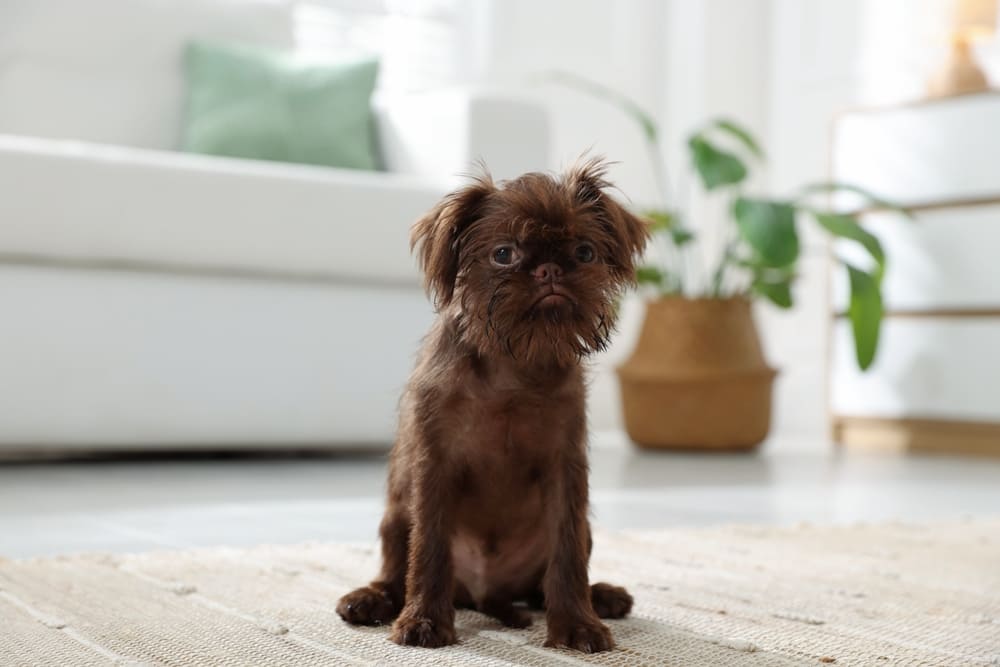 Собака породы бельгийский гриффон дома