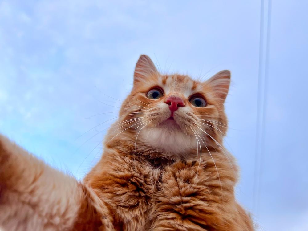 Отличия беспородной кошки от метисов