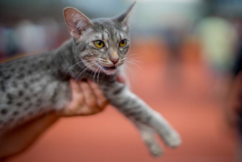 Самые неприхотливые породы кошек для частного дома: оцикет Самые неприхотливые породы кошек для частного дома: оцикет