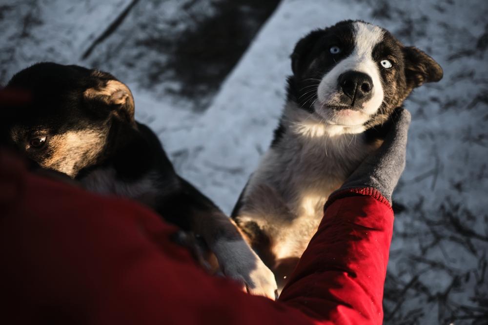 Уход за аляскинским хаски
