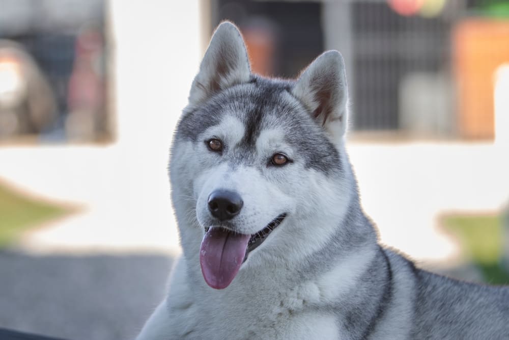 Когти сибирских хаски нуждаются в уходе