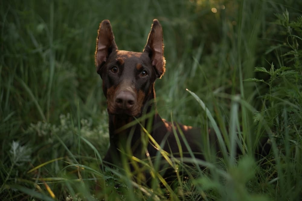 Доберман нуждается дрессировке