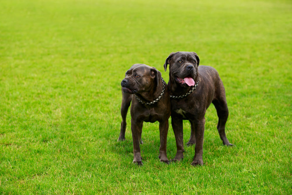 Вязка кане-корсо может быть неудачной