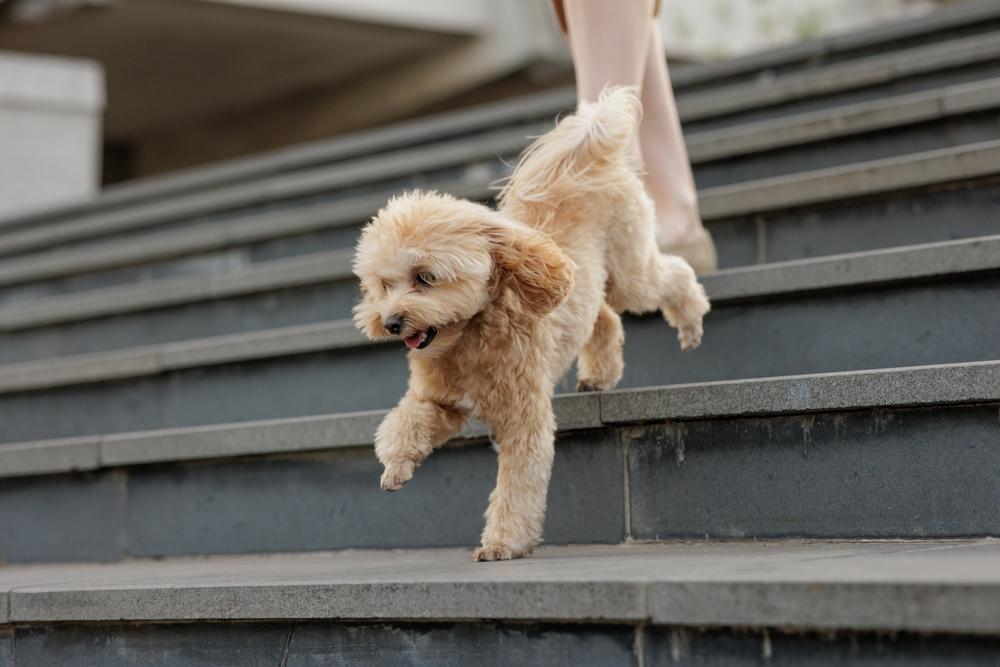 По какой причине возникает аллергия на мальтипу?