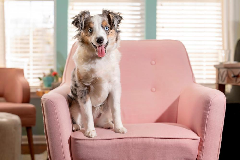 Особенности кормления миниатюрной американской овчарки