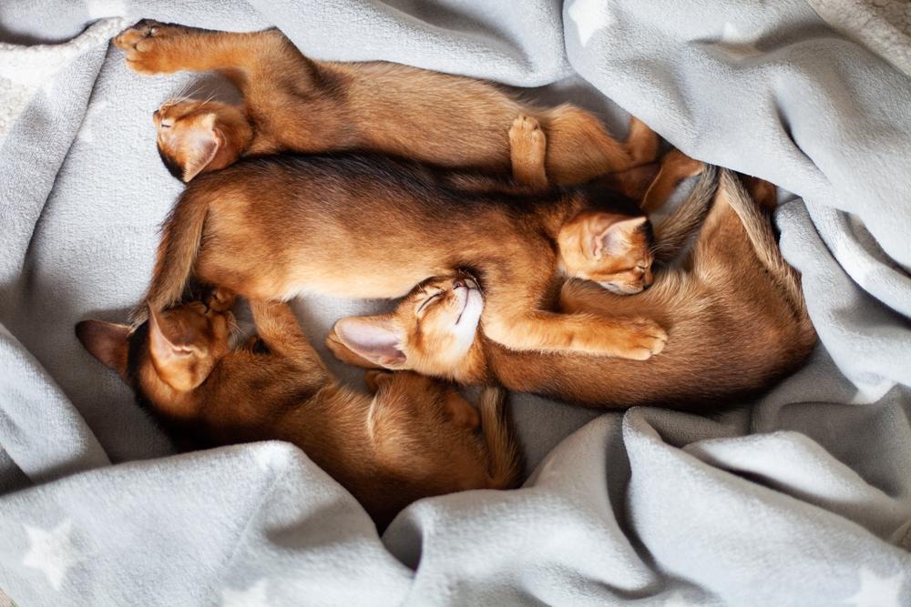 Может ли быть у человека аллергия на абиссинских кошек?