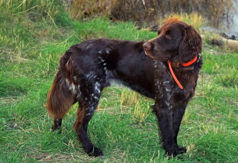 охотничьи немецкие собаки: лангхаар.jpg