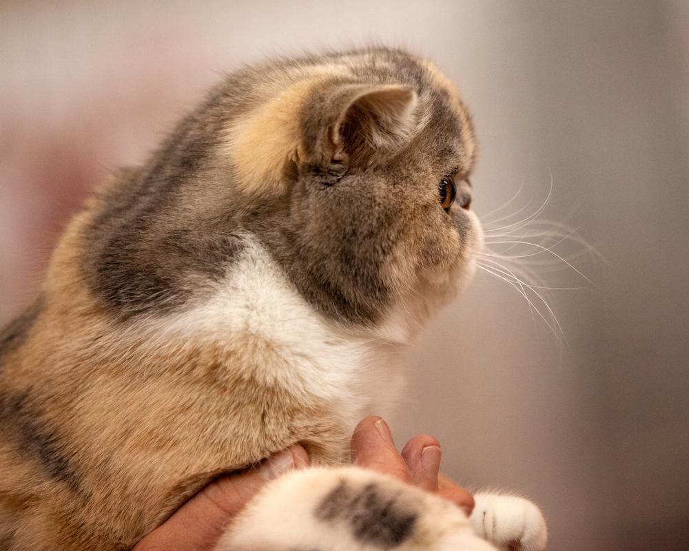 Особенности ухода за кошками-брахицефалами