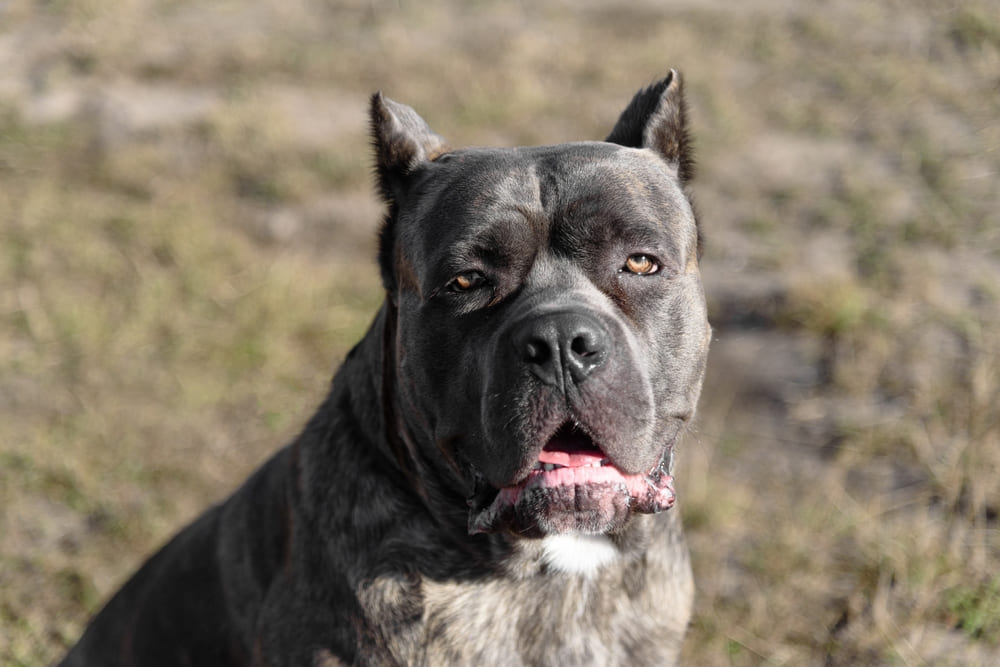 Кане-корсо с течкой нуждается в уходе