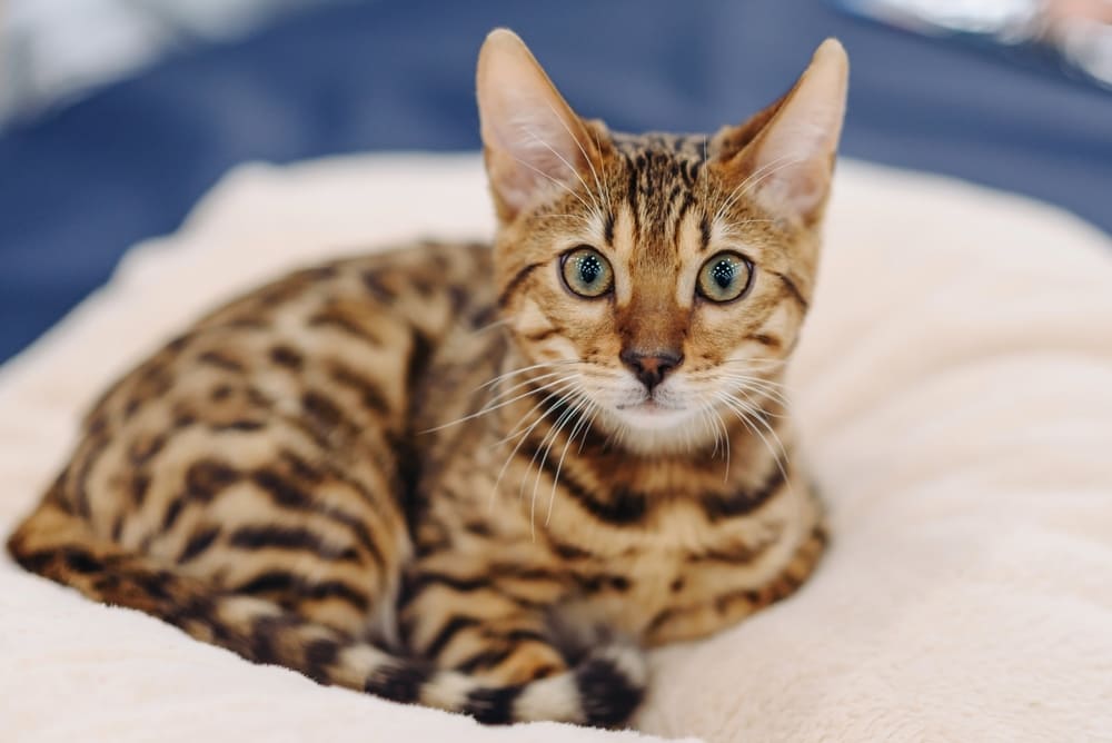 У бенгальских кошек есть неизлечимые болезни