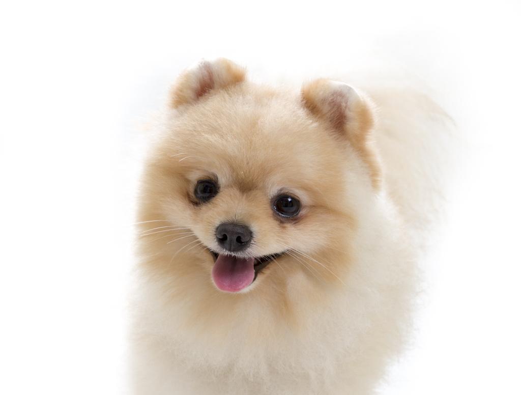 Характеристика померанского шпица медвежьего типа