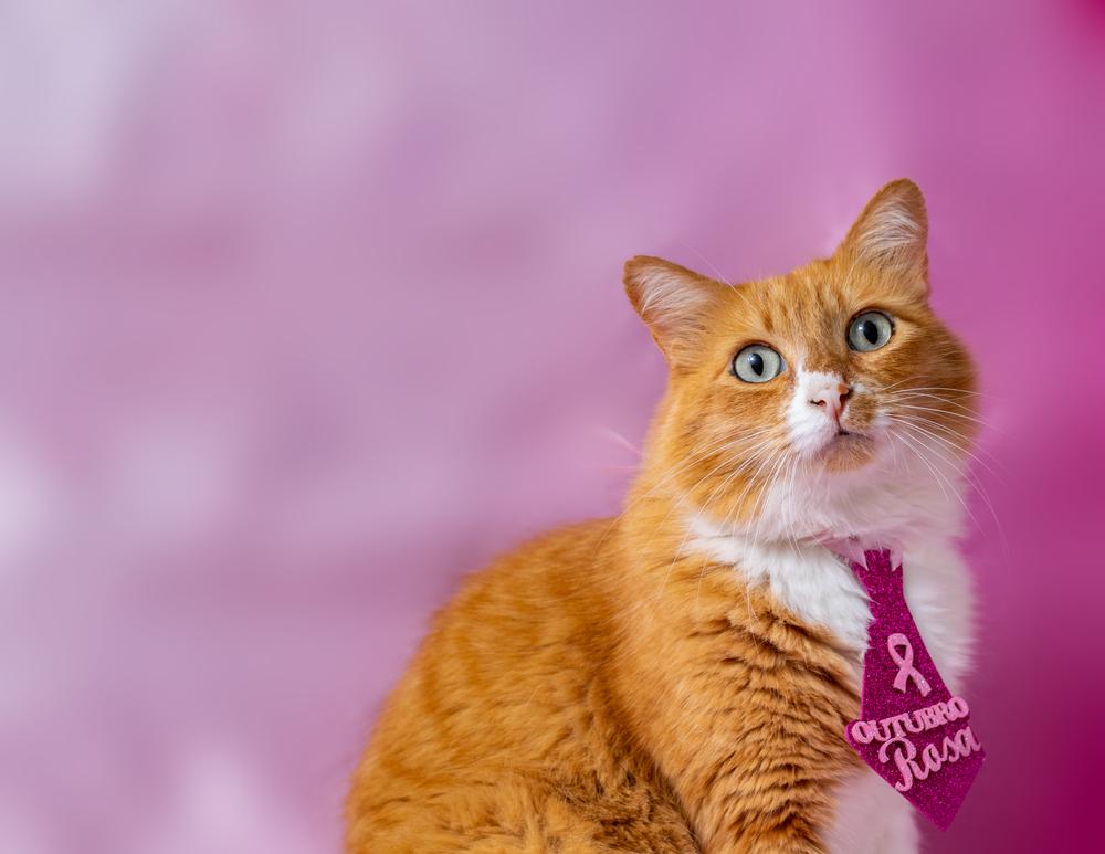 Опасность саркомы у кошек Опасность саркомы у кошек