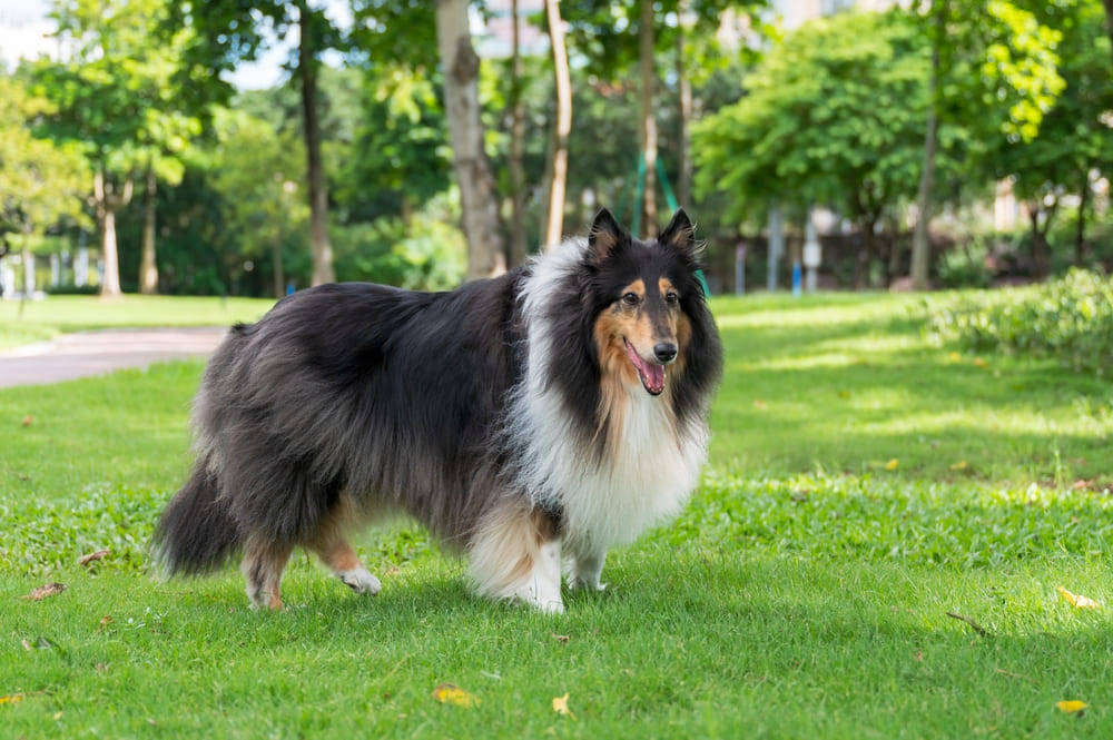 У колли есть характерные болезни