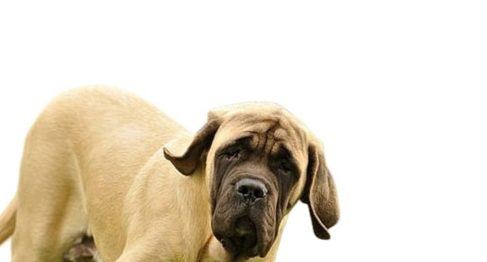 Советы по выбору щенка американского мастифа