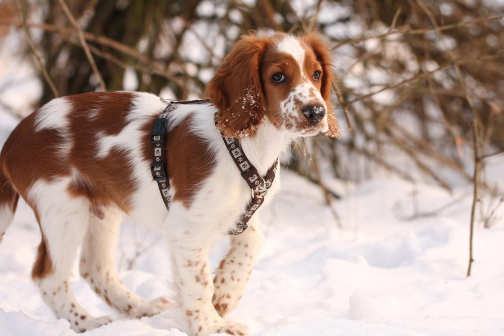 Советы по выбору щенка вельш-спрингер-спаниеля
