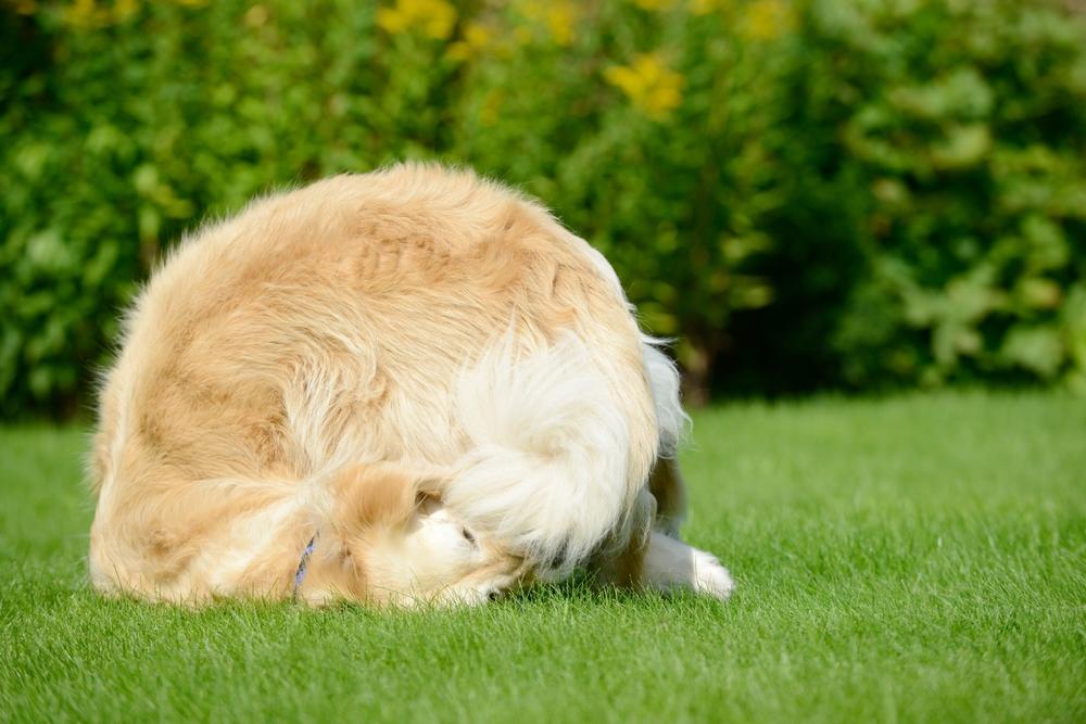 Как научить собаку команде «Кувырок»