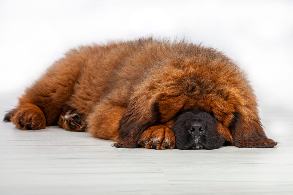 Тибетский мастиф должен обучиться определенным навыкам