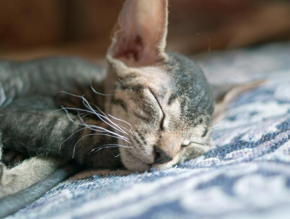 Здоровье породы петерболд