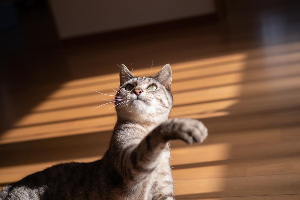 Что означает урчание кошек