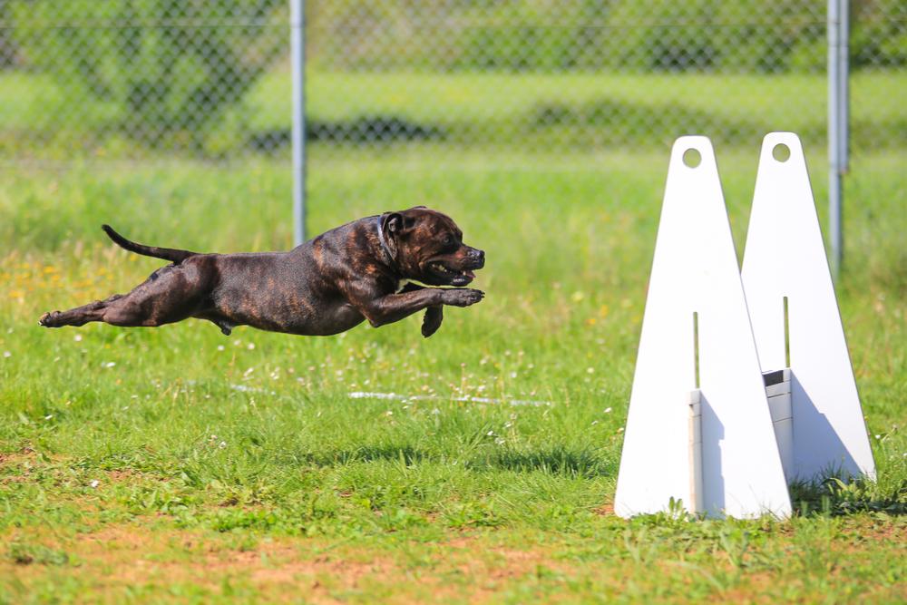 Какая собака может заниматься флайболом Какая собака может заниматься флайболом