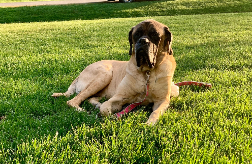 Сколько весит английский мастиф по месяцам?