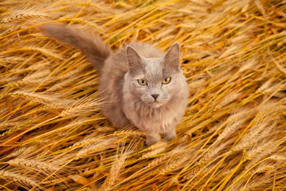 Какие крупы можно давать кошкам Какие крупы можно давать кошкам