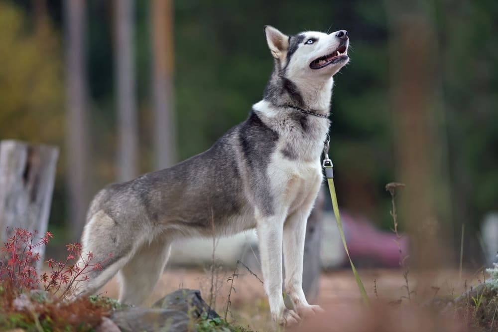 Сибирские хаски нуждаются в обработках от паразитов