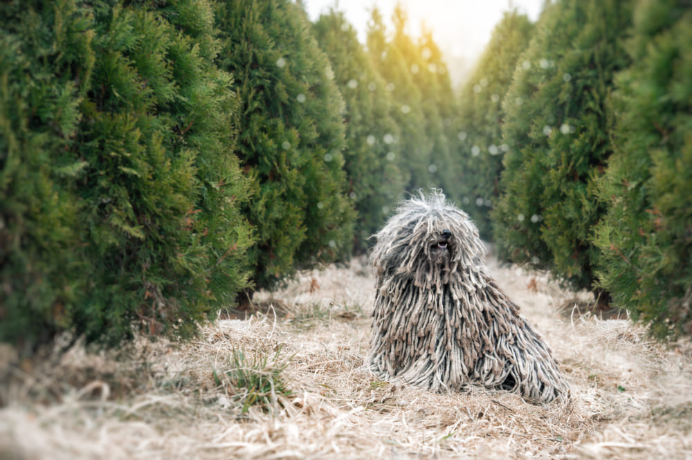Собака пули нуждается в похвале человека