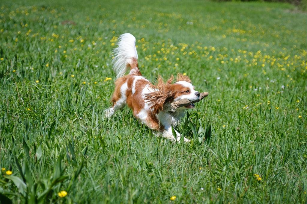 Самые смешные породы собак: кавалер-кинг-чарльз-спаниель