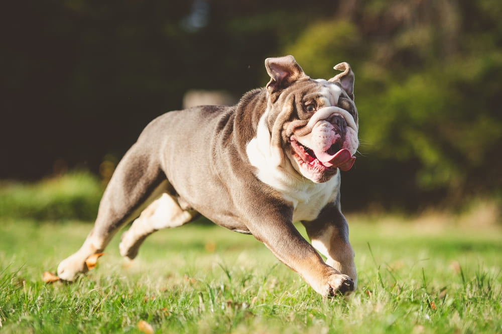 Так выглядит английский бульдог