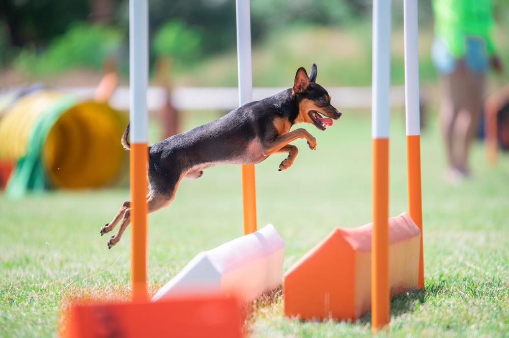 Как научить той-терьера командам Как научить той-терьера командам