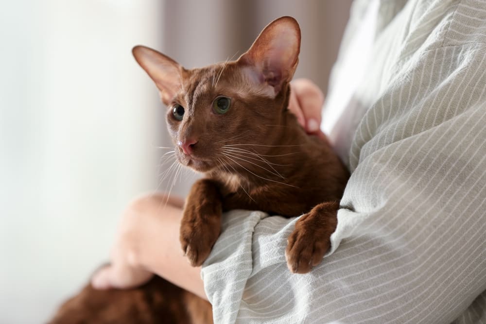 Болезнь ориентальной кошки может сопровождаться анемией