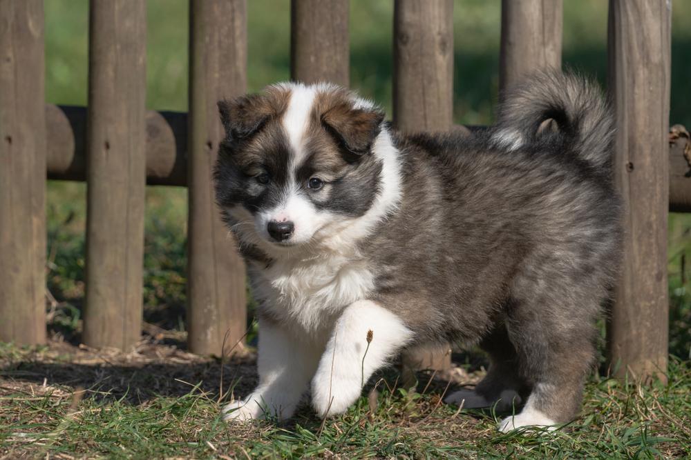 Советы по выбору щенка исландской собаки 