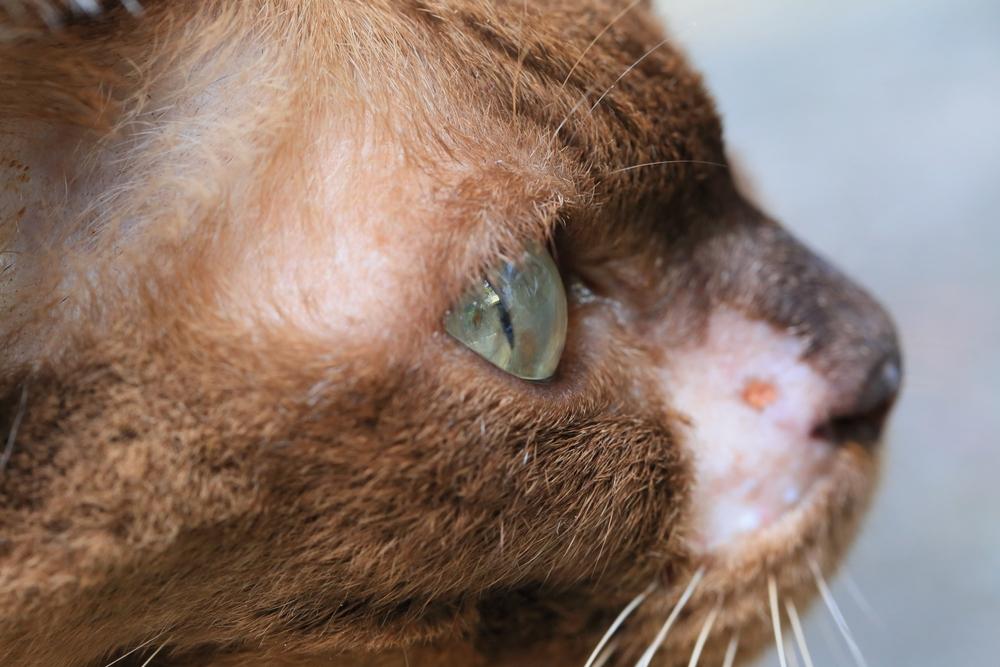 Классификация саркомы у кошек Классификация саркомы у кошек