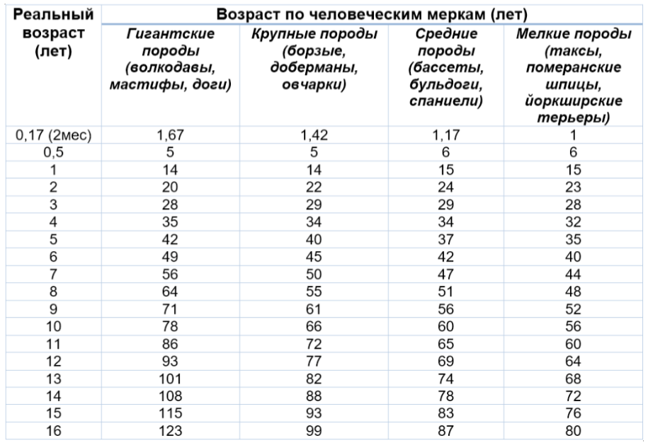 таблица соответствия возраста собаки и человека