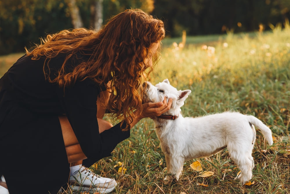 Владельцу важно знать, сколько циклов проживает вест-хайленд-уайт-терьер