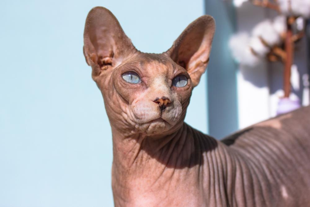 Перечень пород лысых кошек: канадский сфинкс