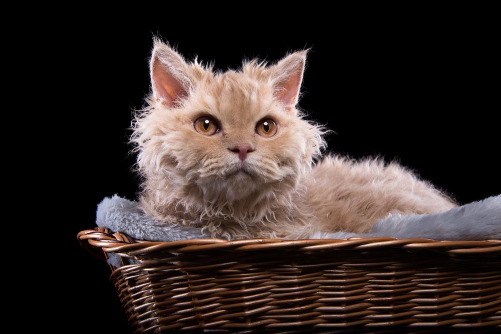 Уход за селкирк-рексом