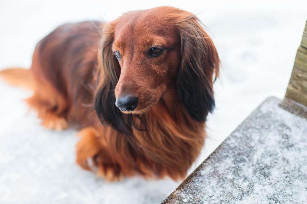 Какое происхождение у рыжих такс?