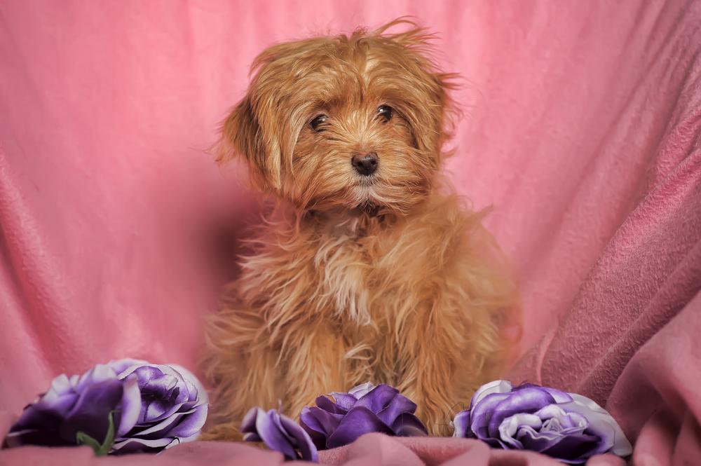 Здоровье петербургской орхидеи 