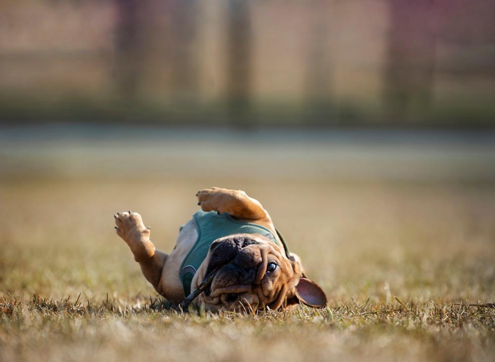 Как научить собаку кувырку