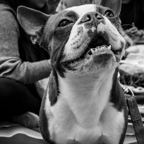 диагностика и лечение васкулита у собак диагностика и лечение васкулита у собак