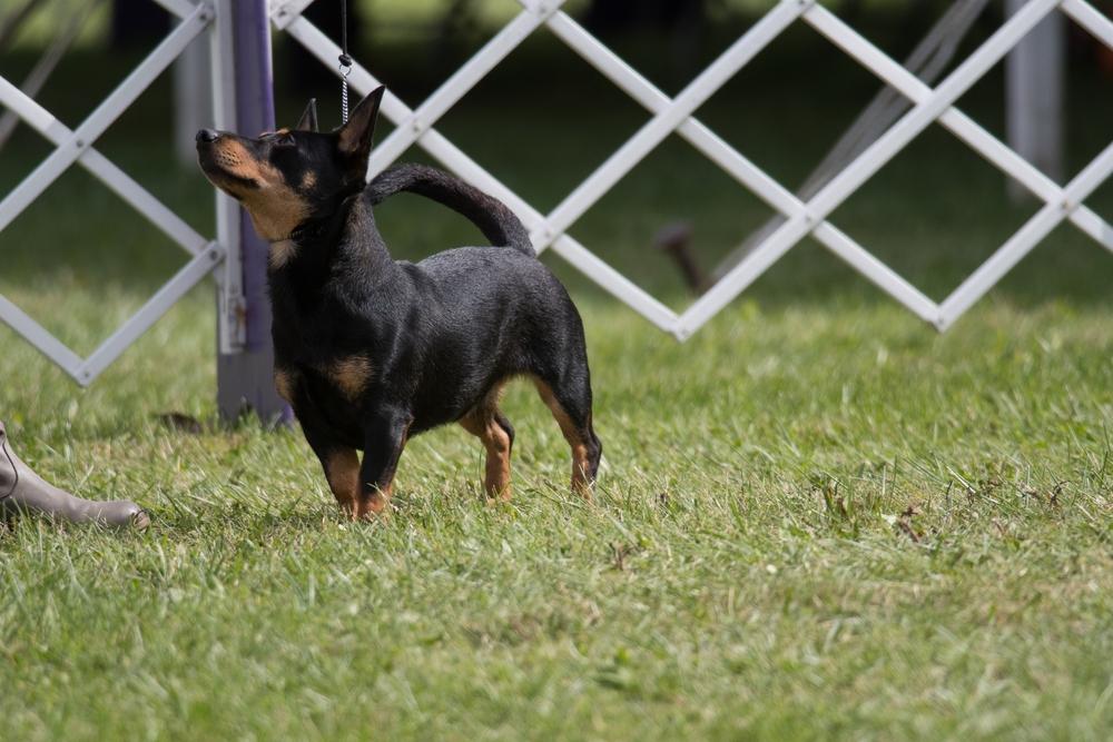 как обучать ланкаширского хилера