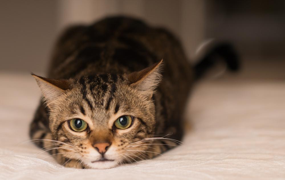 Здоровье американской жесткошерстной кошки