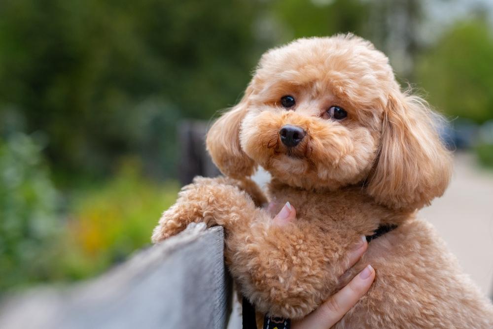 Виды пуделей по размеру: той Виды пуделей по размеру: той